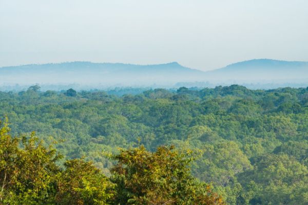 カンボジアの熱帯林の景観