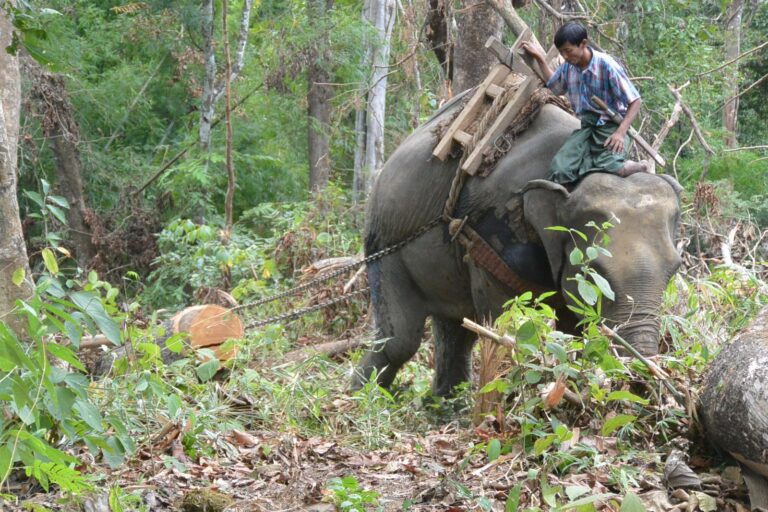 Transporting timber with elephants in Shan State, Myanmar.